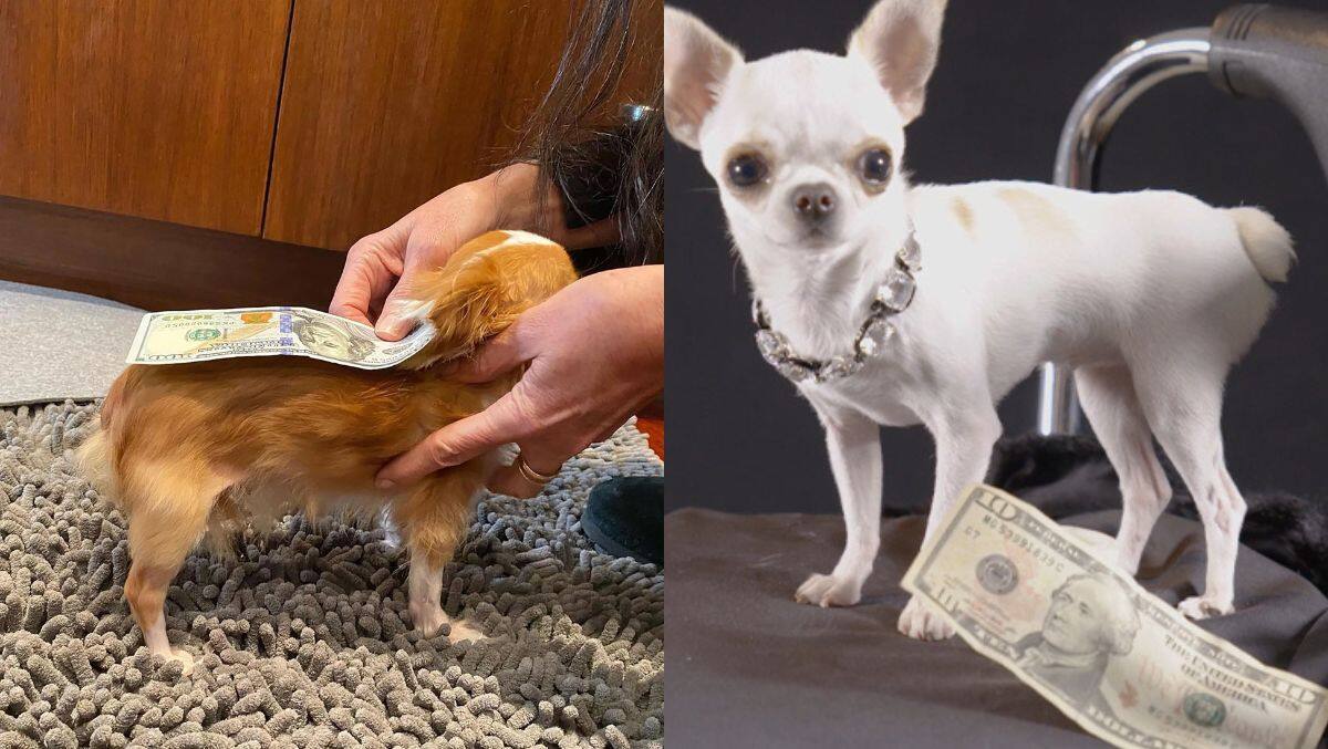 Pilaf planea destronar a Pearl como el perro más pequeño del mundo