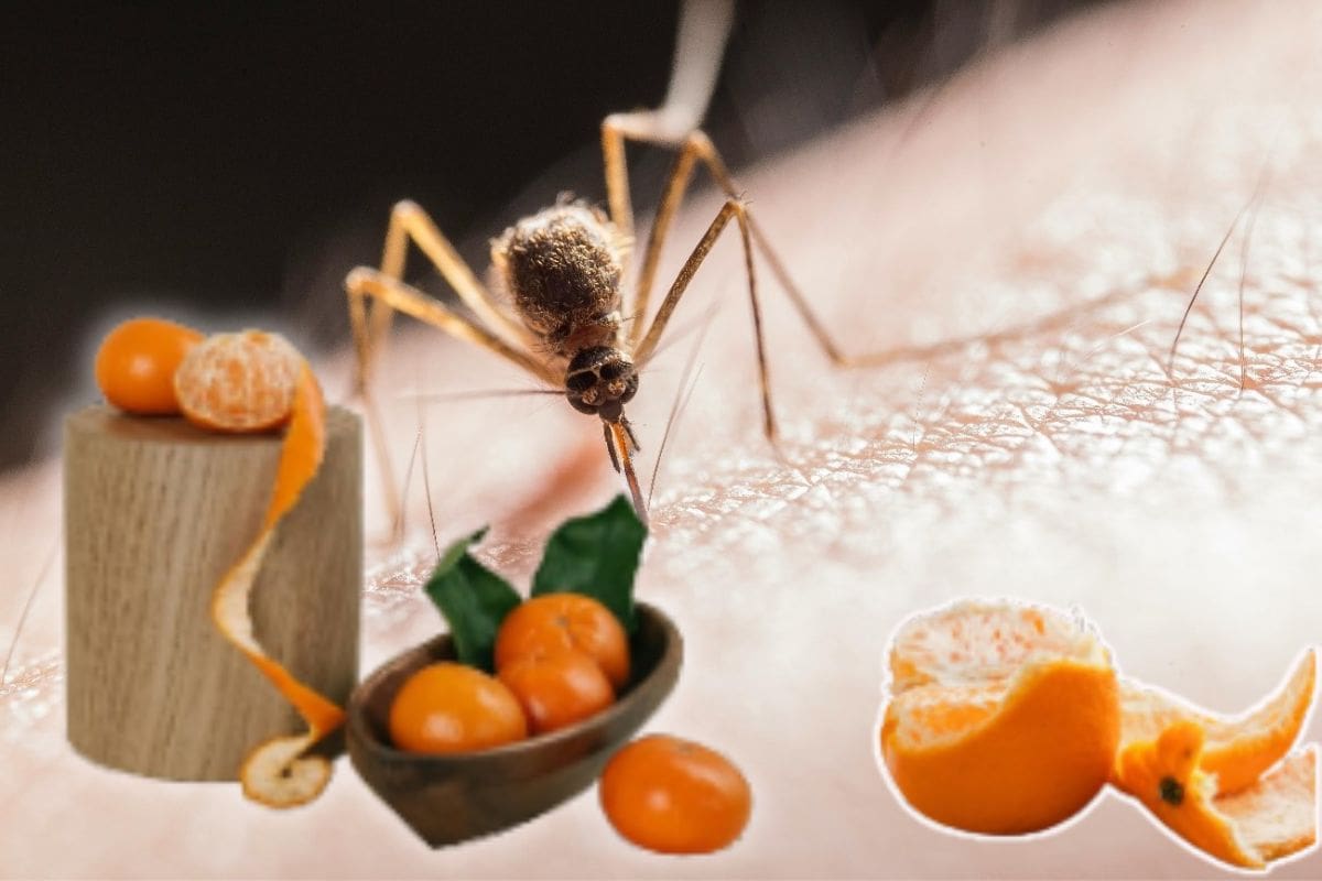 Adiós a los mosquitos con este remedio casero de cáscaras de mandarina