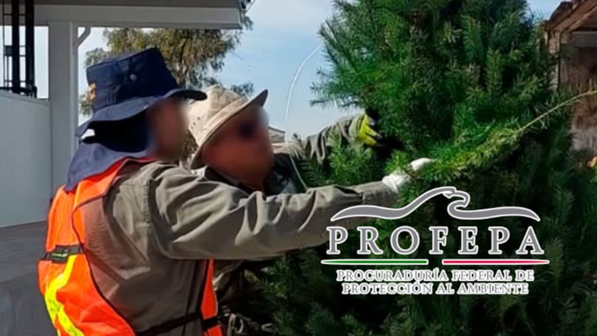 Profepa lanza operativo para frenar plagas en árboles de Navidad importados: inspeccionarán miles de ejemplares en frontera para evitar daño ecológico
