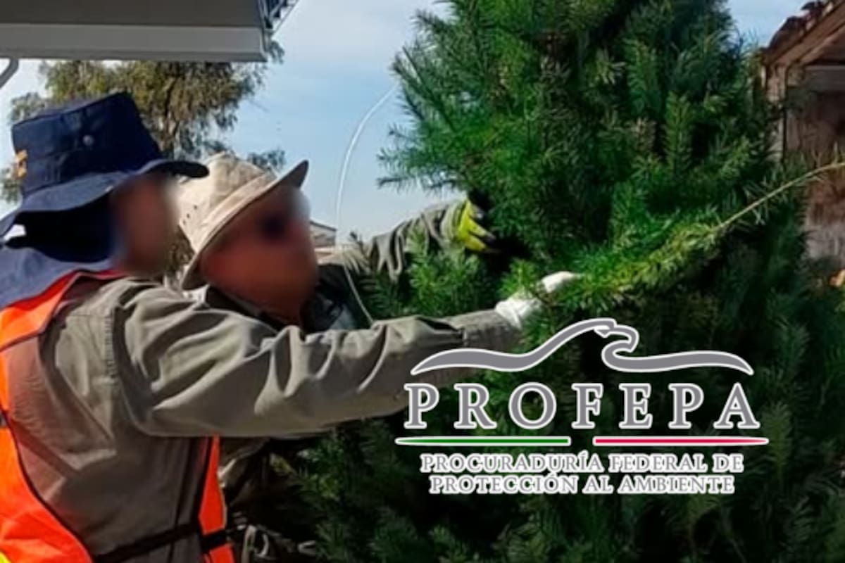 Profepa lanza operativo para frenar plagas en árboles de Navidad importados: inspeccionarán miles de ejemplares en frontera para evitar daño ecológico