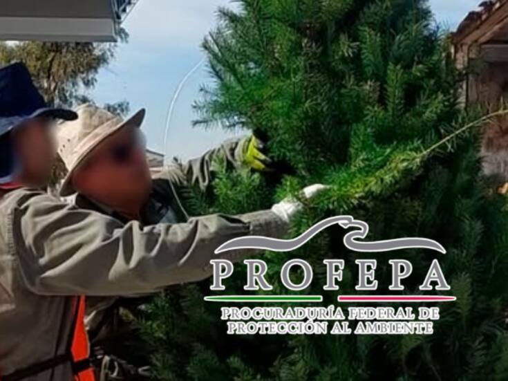 Profepa lanza operativo para frenar plagas en árboles de Navidad importados: inspeccionarán miles de ejemplares en frontera para evitar daño ecológico