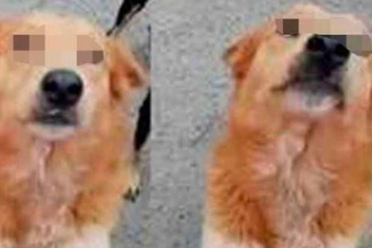 Por abuso a perrita Lyla, FGJE ejercerá acción penal contra responsable