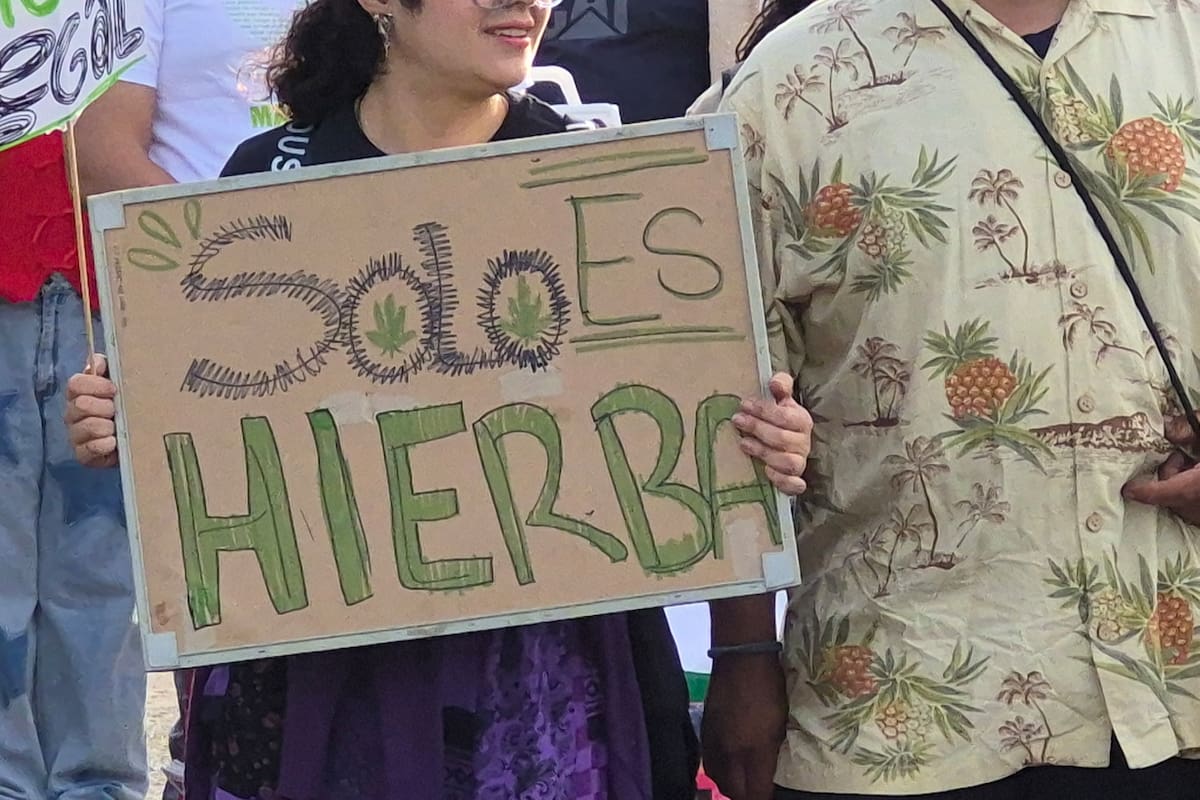 Piden avances en regulación y acceso del cannabis