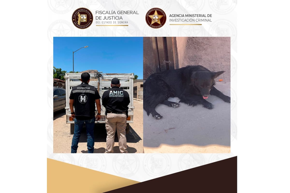 Rescata AMIC a canino en condición de abandono y posible maltrato en Hermosillo