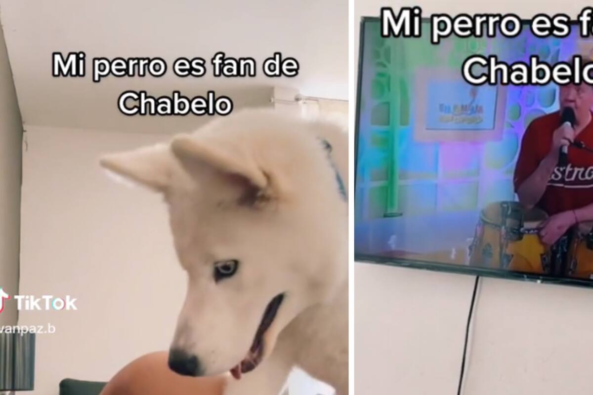 TikTok: Perro se vuelve viral por ser fan de Chabelo