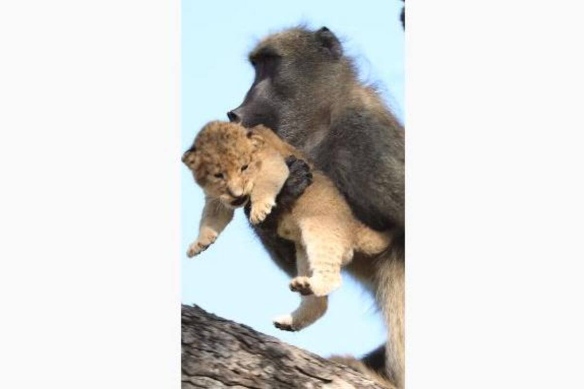 Mono recrea escena de "El rey león" pero el final es horrible