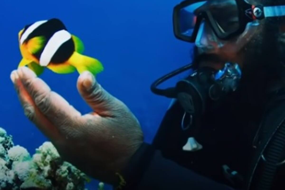 Hombre tiene amistad de 10 años con Nemo, un hermoso pez payaso