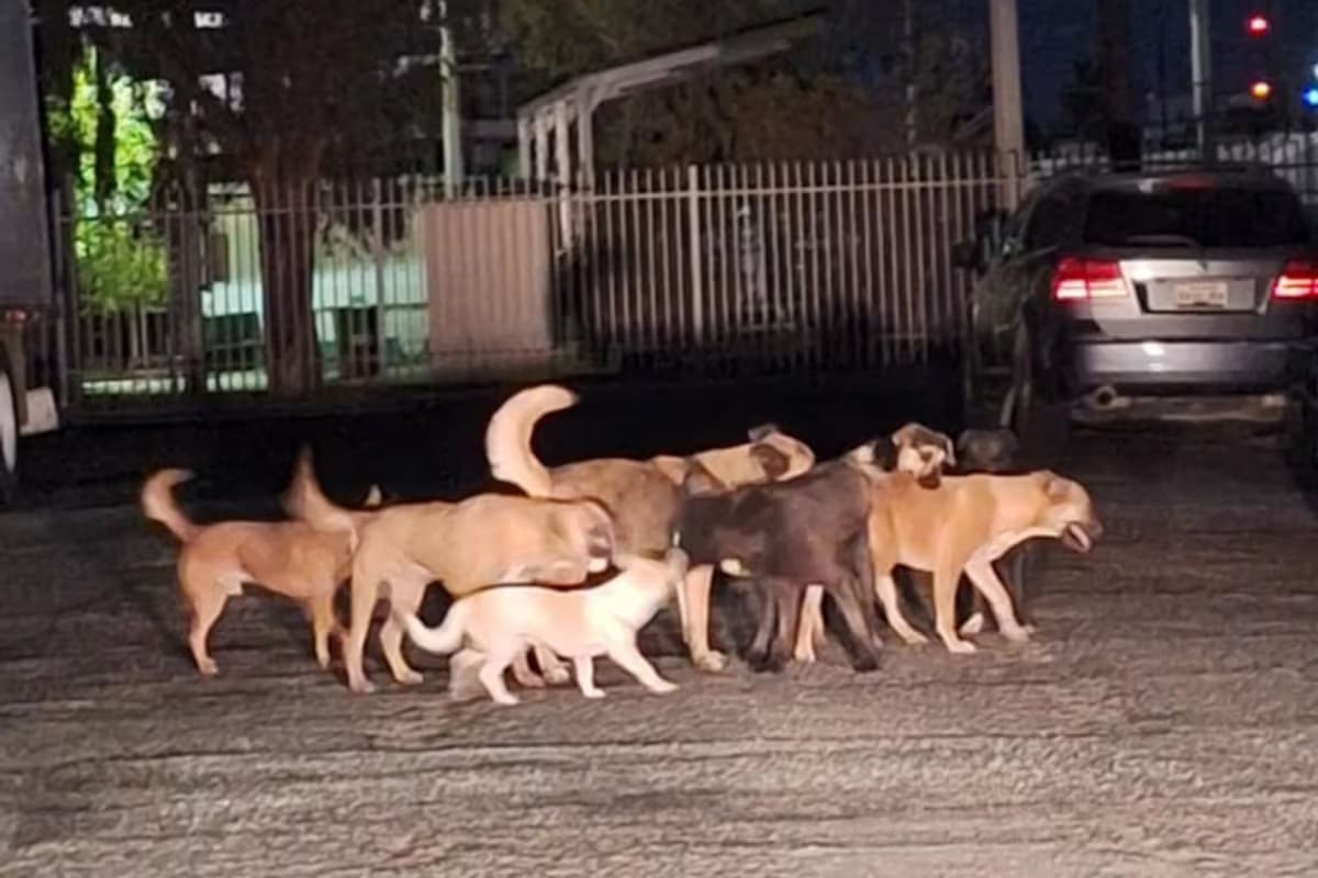 Dueña de perros que mataron a “Amparito” lleva proceso en libertad