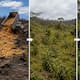 Cáscaras de naranja transformaron un terreno en bosque