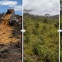 Hace 29 años, dos ecólogos impulsaron un experimento que cubrió tres hectáreas degradadas de Costa Rica con 12 mil toneladas de cáscaras de naranja; 16 años después, el terreno se había convertido en bosque y tenía 176% más biomasa