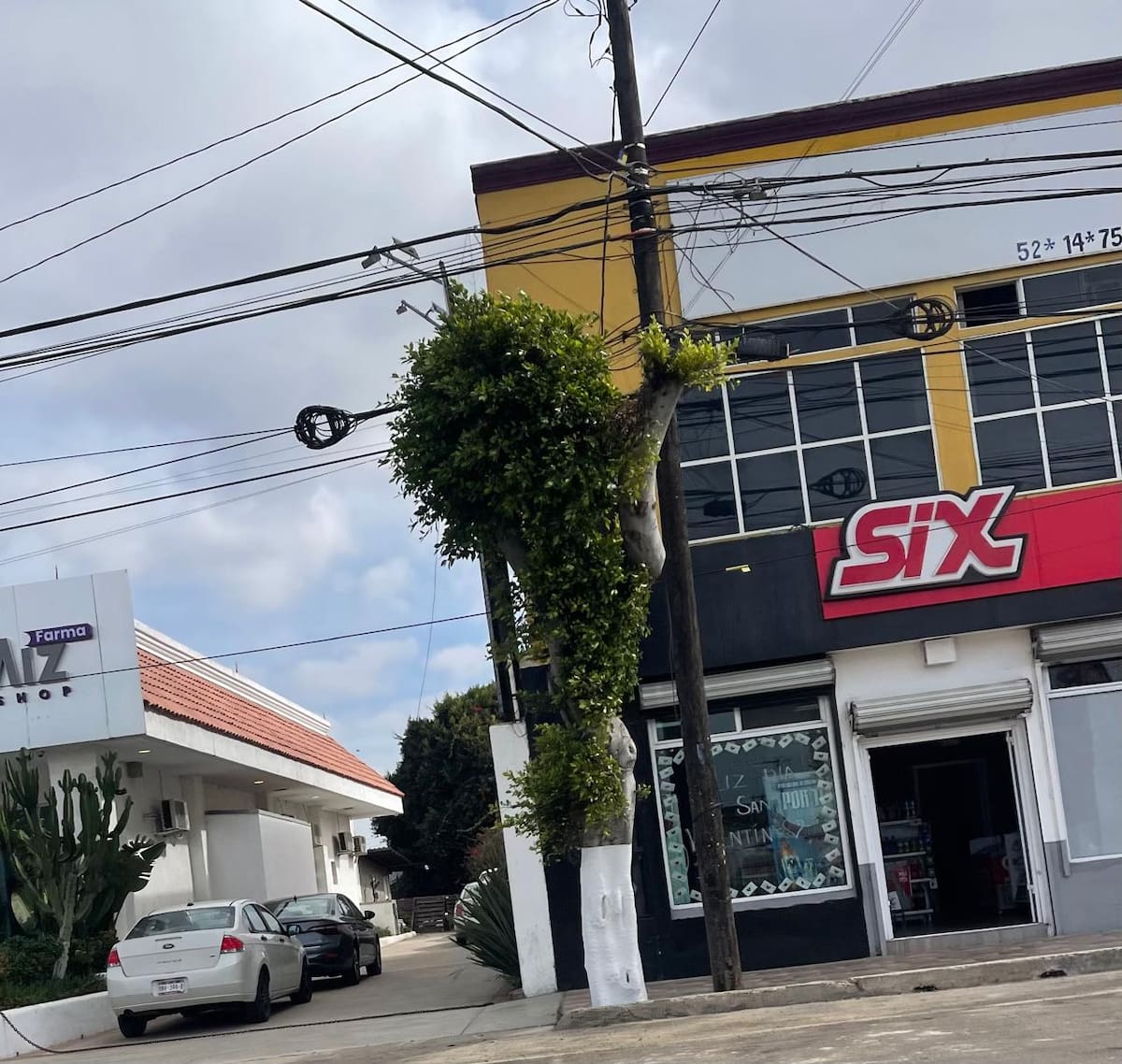La poda responde a problemas recurrentes por fallas en el suministro eléctrico con la lluvia y los vientos rozan con los cables. Foto: Carmen Gutierrez