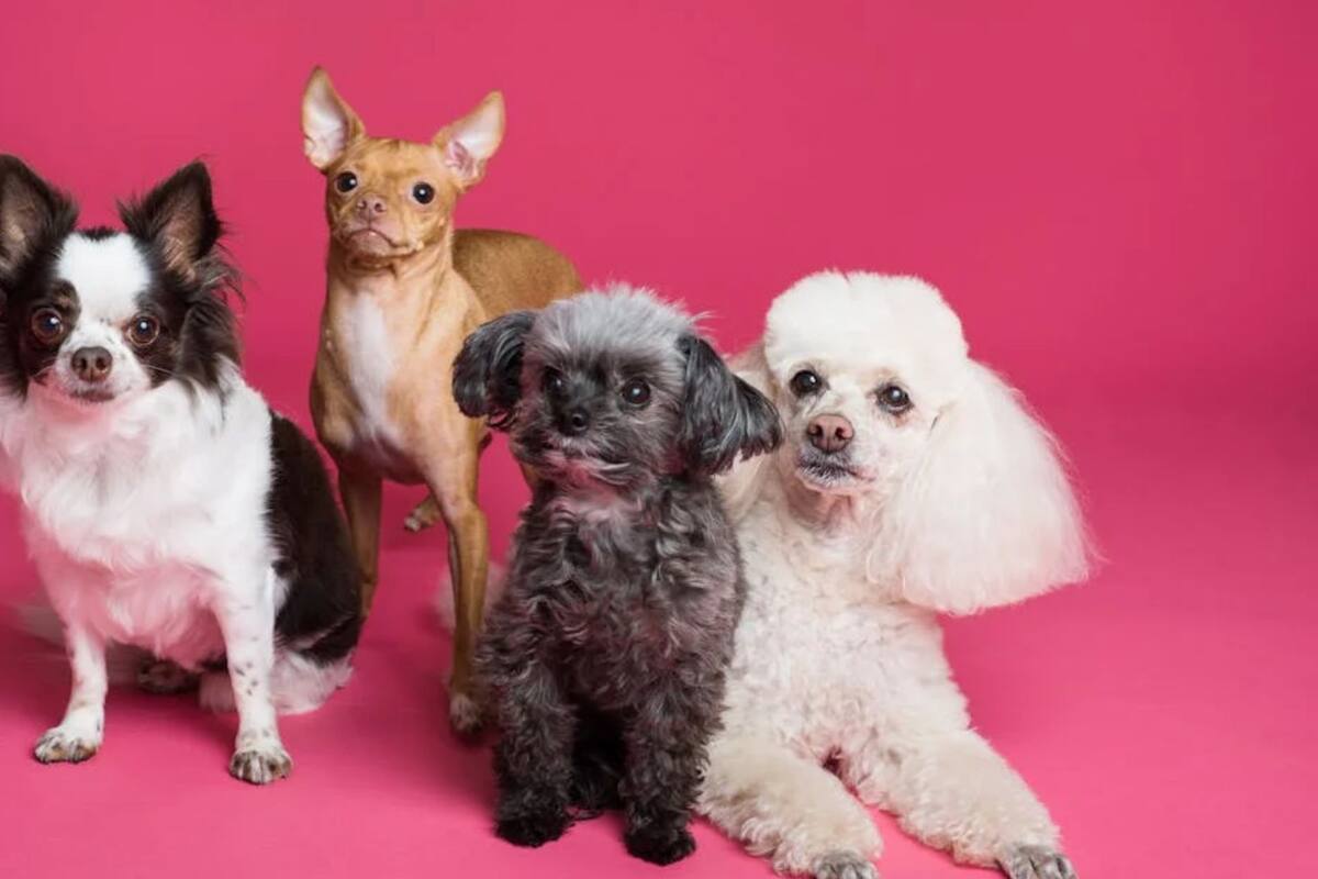 ¿Qué hacer con tu mascota si sales de vacaciones? Experta lo explica