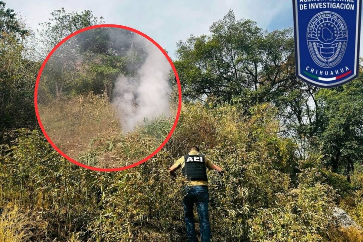 AEI destruye plantío de marihuana en Guadalupe y Calvo: incineran 1,800 plantas