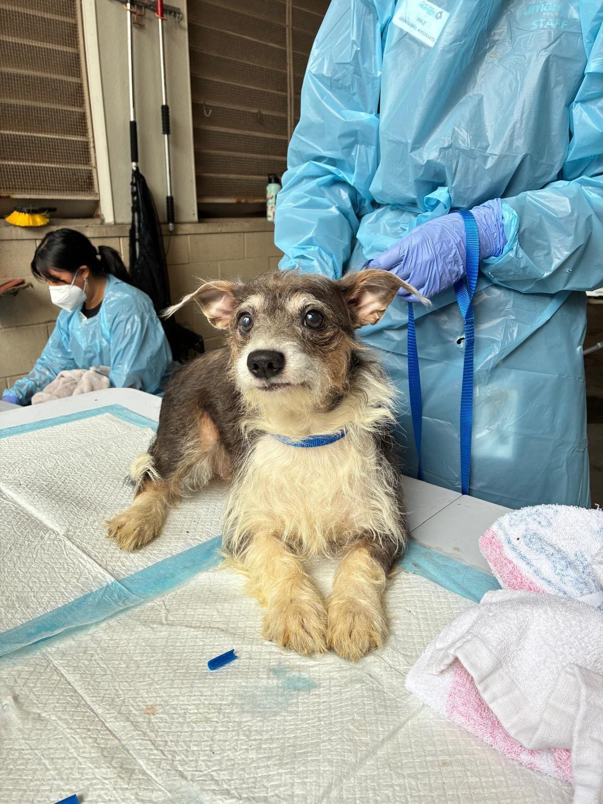 Un total de 40 perros, entre ellos tres cachorros de apenas una semana de nacidos, fueron rescatados de un apartamento en el área de La Mesa y quedaron bajo resguardo de la Sociedad Protectora de Animales de San Diego.
Foto: Cortesia