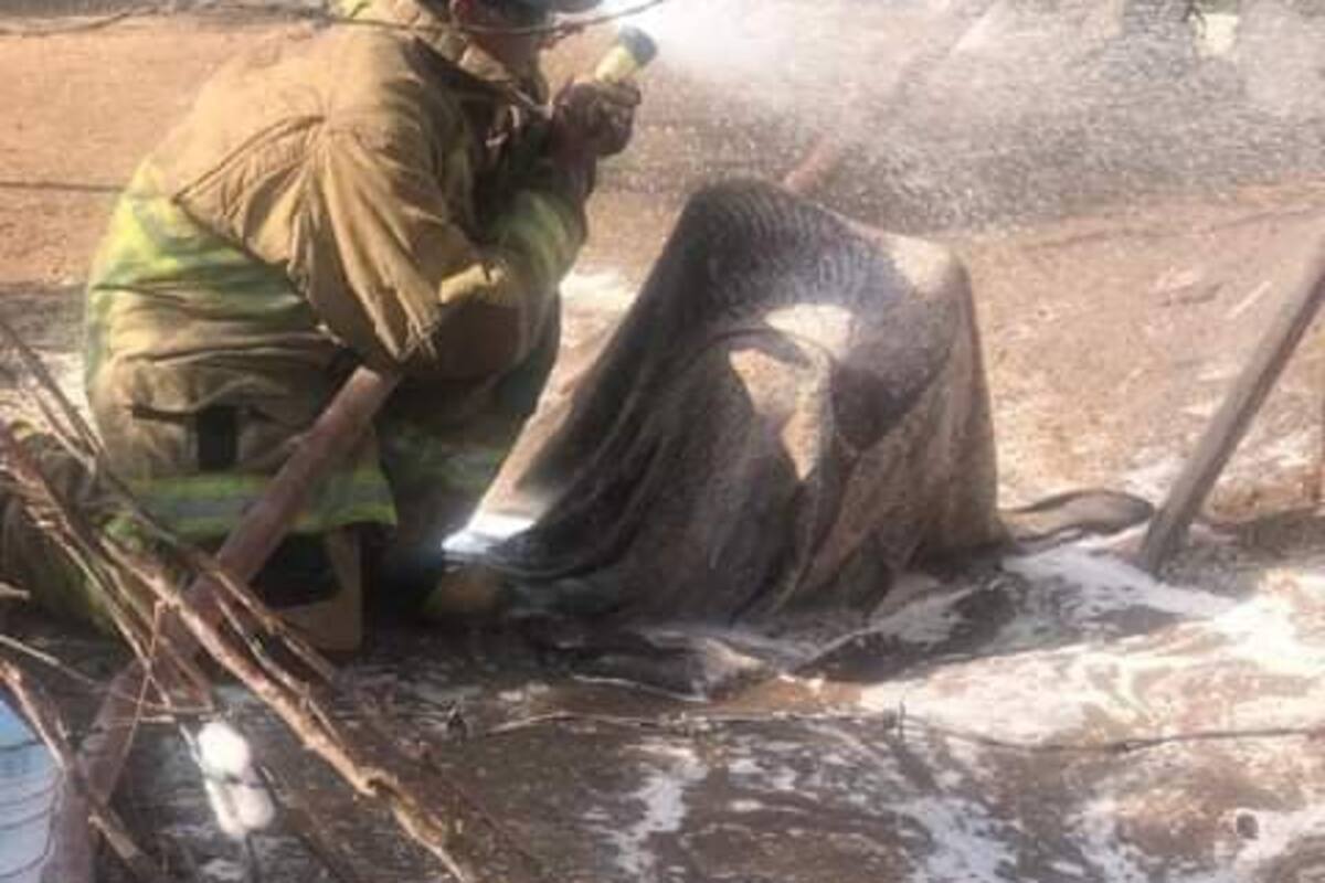 VIDEO: Le cae enjambre de abejas en la cabeza a discapacitado; recibe alrededor de 180 picaduras