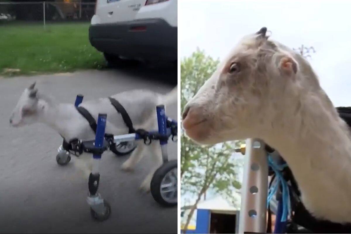 Cabrita bebé con hipoplasia corrió por primera vez gracias al apoyo de su comunidad (VIDEO)