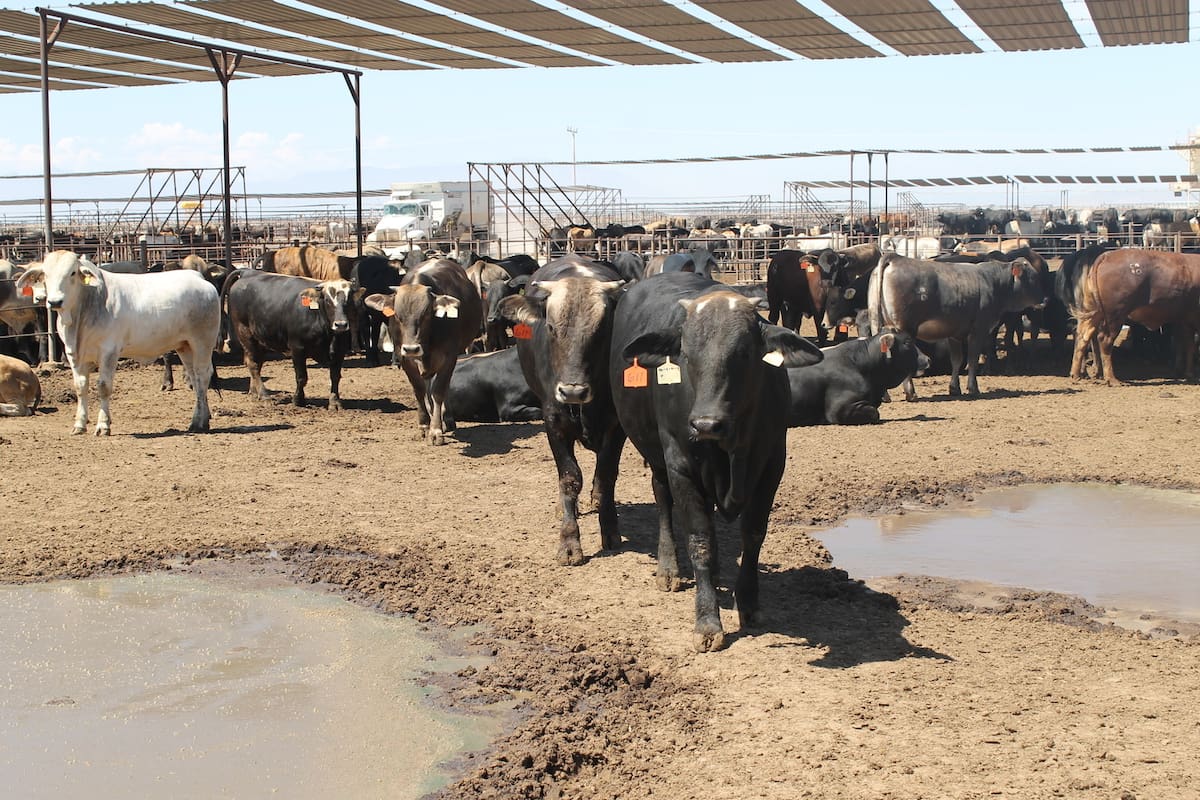 Nogales prepara áreas de inspección para reanudar la exportación de ganado a Estados Unidos el 30 de noviembre, con una previsión de 700 cabezas diarias