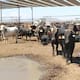 Ganaderos exigen reabrir Nogales para exportar a EEUU