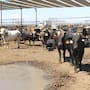 A días de reanudarse la exportación de ganado a EEUU por Agua Prieta, productores de Sonora exigen abrir también la cuarentenaria de Nogales