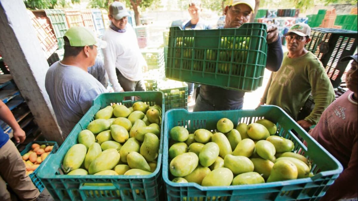 Productores de San Francisco Ixhuatán en Oaxaca reanudaron el corte de mango tras lograr aumento de hasta 150 pesos por caja luego de protestas y bloqueo a empacadoras, acuerdo firmado ante autoridades municipales y estatales para precios vigentes en marzo