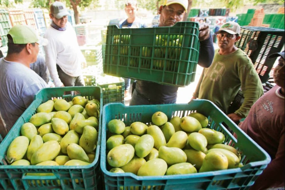 Productores de San Francisco Ixhuatán en Oaxaca reanudaron el corte de mango tras lograr aumento de hasta 150 pesos por caja luego de protestas y bloqueo a empacadoras, acuerdo firmado ante autoridades municipales y estatales para precios vigentes en marzo