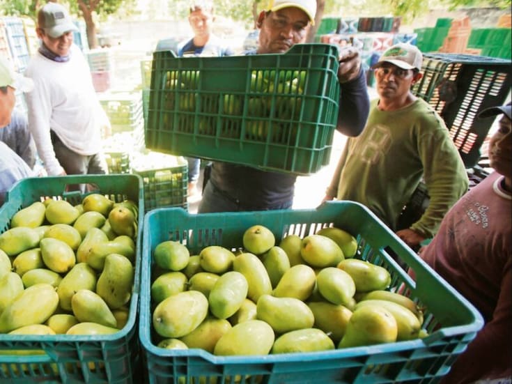 Productores de San Francisco Ixhuatán en Oaxaca reanudaron el corte de mango tras lograr aumento de hasta 150 pesos por caja luego de protestas y bloqueo a empacadoras, acuerdo firmado ante autoridades municipales y estatales para precios vigentes en marzo