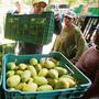 Productores de San Francisco Ixhuatán en Oaxaca reanudaron el corte de mango tras lograr aumento de hasta 150 pesos por caja luego de protestas y bloqueo a empacadoras, acuerdo firmado ante autoridades municipales y estatales para precios vigentes en marzo