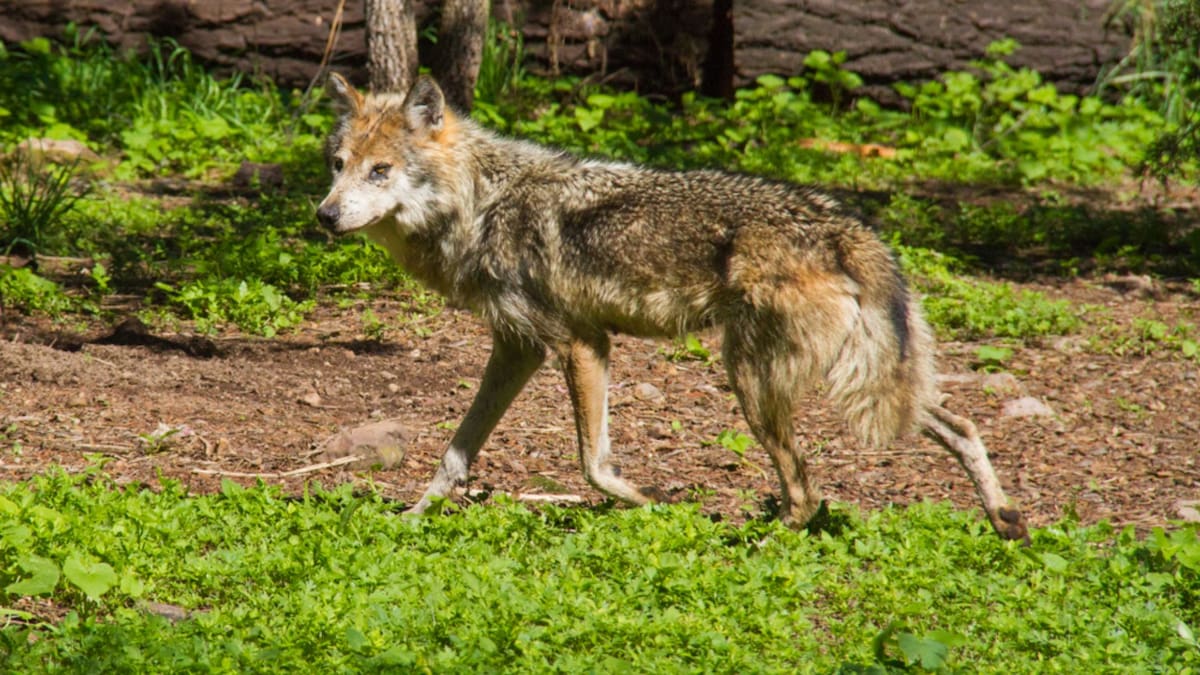 Lobo mexicano vuelve a la Sierra Madre Occidental tras más de 50 años de ausencia; ejemplares son reintroducidos en Durango como parte de programa de conservación