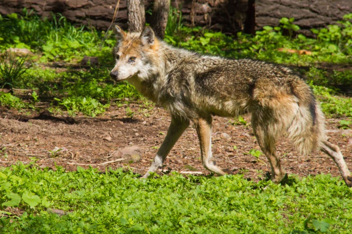 Lobo mexicano vuelve a la Sierra Madre Occidental tras más de 50 años de ausencia; ejemplares son reintroducidos en Durango como parte de programa de conservación