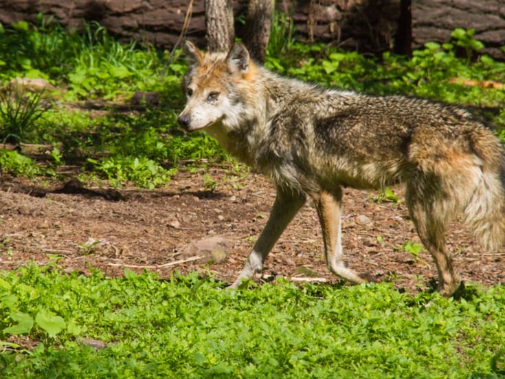 Lobo mexicano vuelve a la Sierra Madre Occidental tras más de 50 años de ausencia; ejemplares son reintroducidos en Durango como parte de programa de conservación