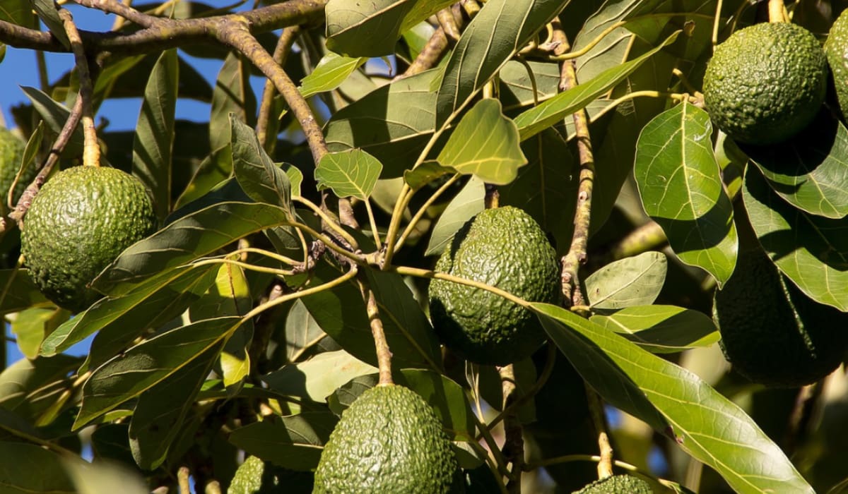 Imagen: Sembramos