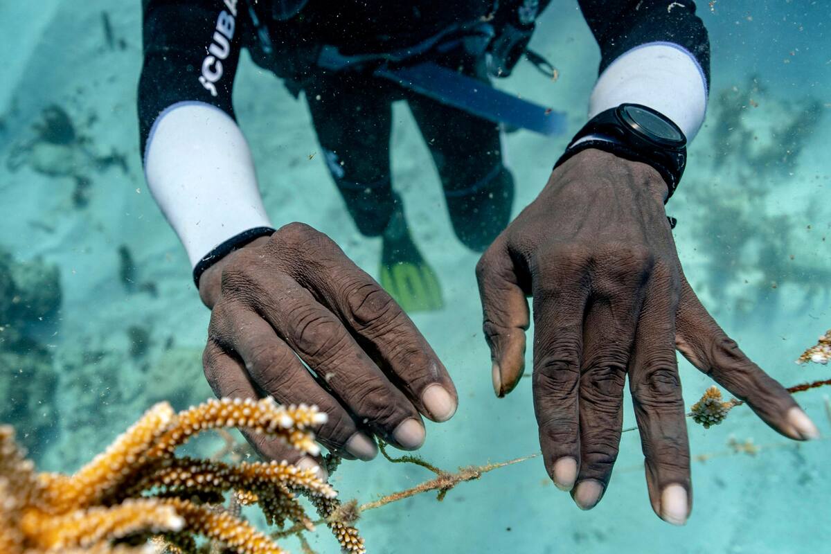 FOTOS: Las manos que rescatan el coral de Jamaica