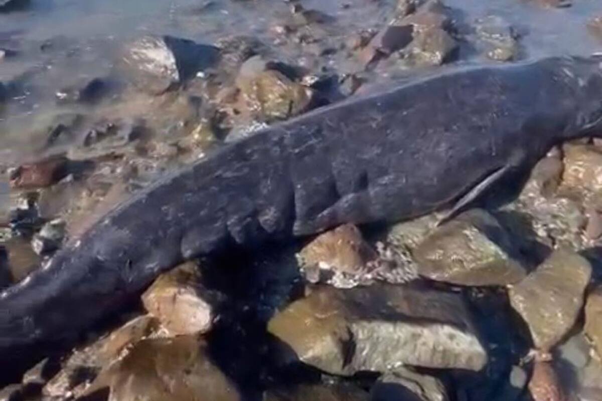 Rescatan a ballenato varado en zona rocosa de Rosarito