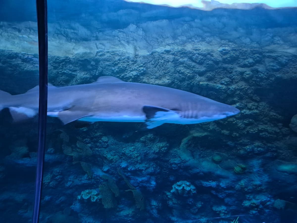 La renovada atracción de SeaWorld San Diego ofrece una experiencia interactiva con tecnología inmersiva, un recorrido submarino y la oportunidad de conocer de cerca distintas especies de tiburones y su conservación. Foto: Andrea García