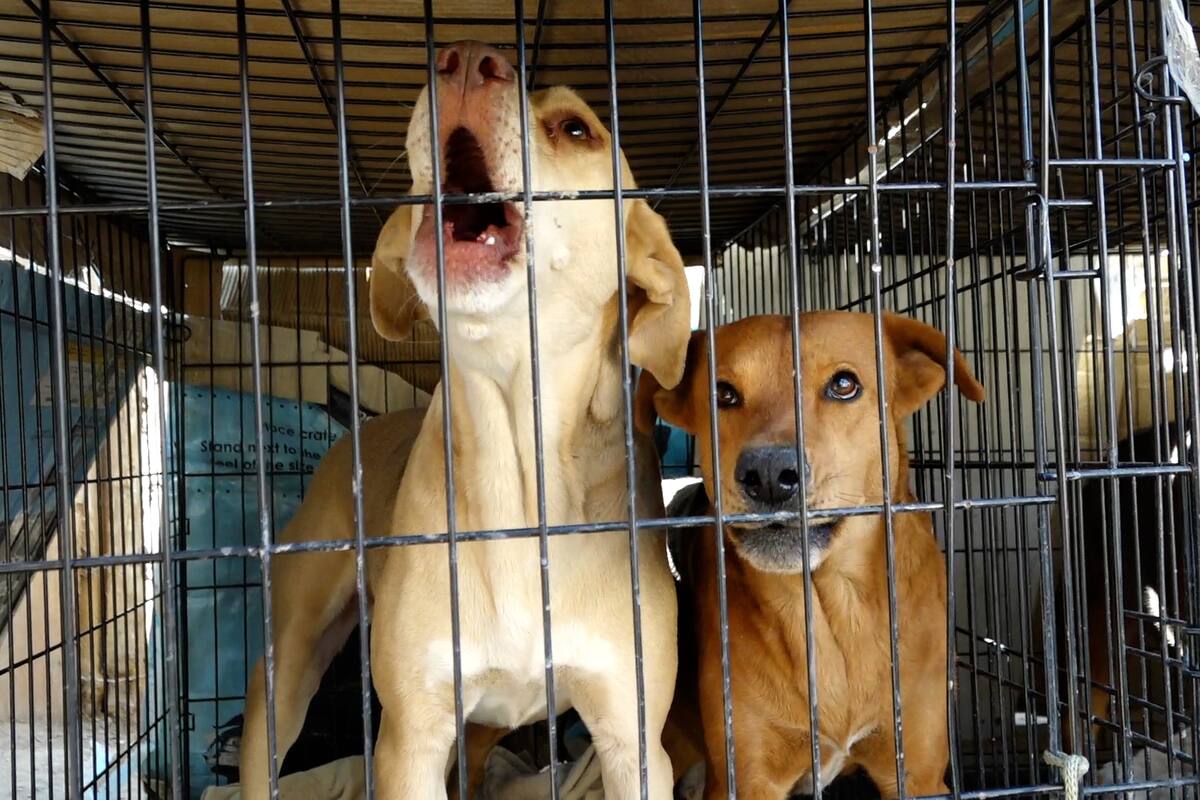 Pide apoyo a la comunidad con croquetas para sus 15 gatos y 32 perros