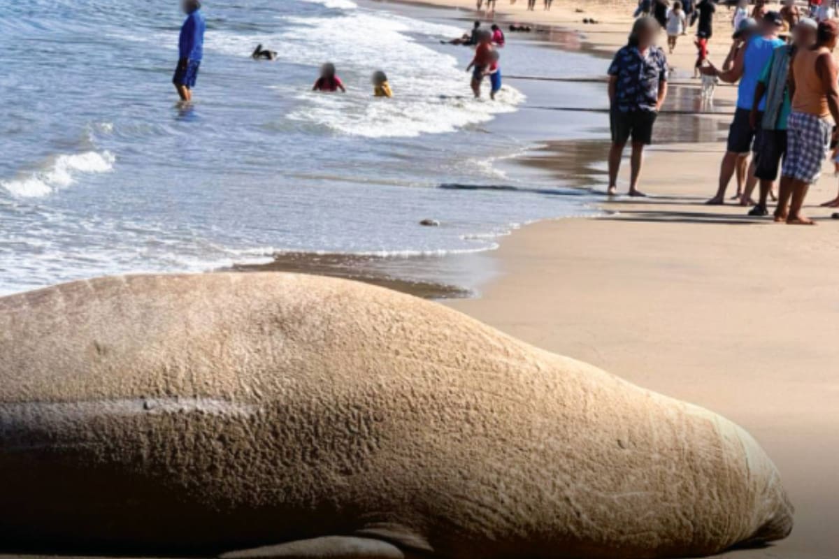 Revelan FOTOS de un elefante marino que llegó a la orilla de la Playa Los Ayala, en Nayarit y causa impresión en los bañistas