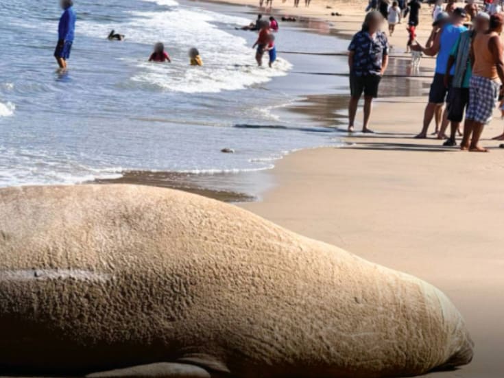 Revelan FOTOS de un elefante marino que llegó a la orilla de la Playa Los Ayala, en Nayarit y causa impresión en los bañistas