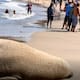 Revelan FOTOS de un elefante marino que llegó a la orilla de la Playa Los Ayala, en Nayarit y causa impresión en los bañistas