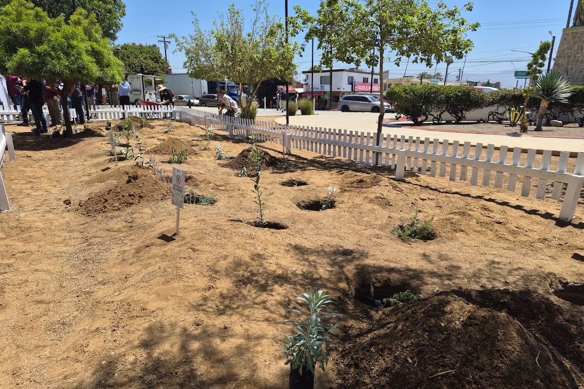 Parque Revolución de Ensenada tendrá jardín aromático que aprovechará el agua de lluvia