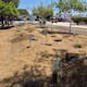 Parque Revolución de Ensenada tendrá jardín aromático que aprovechará el agua de lluvia