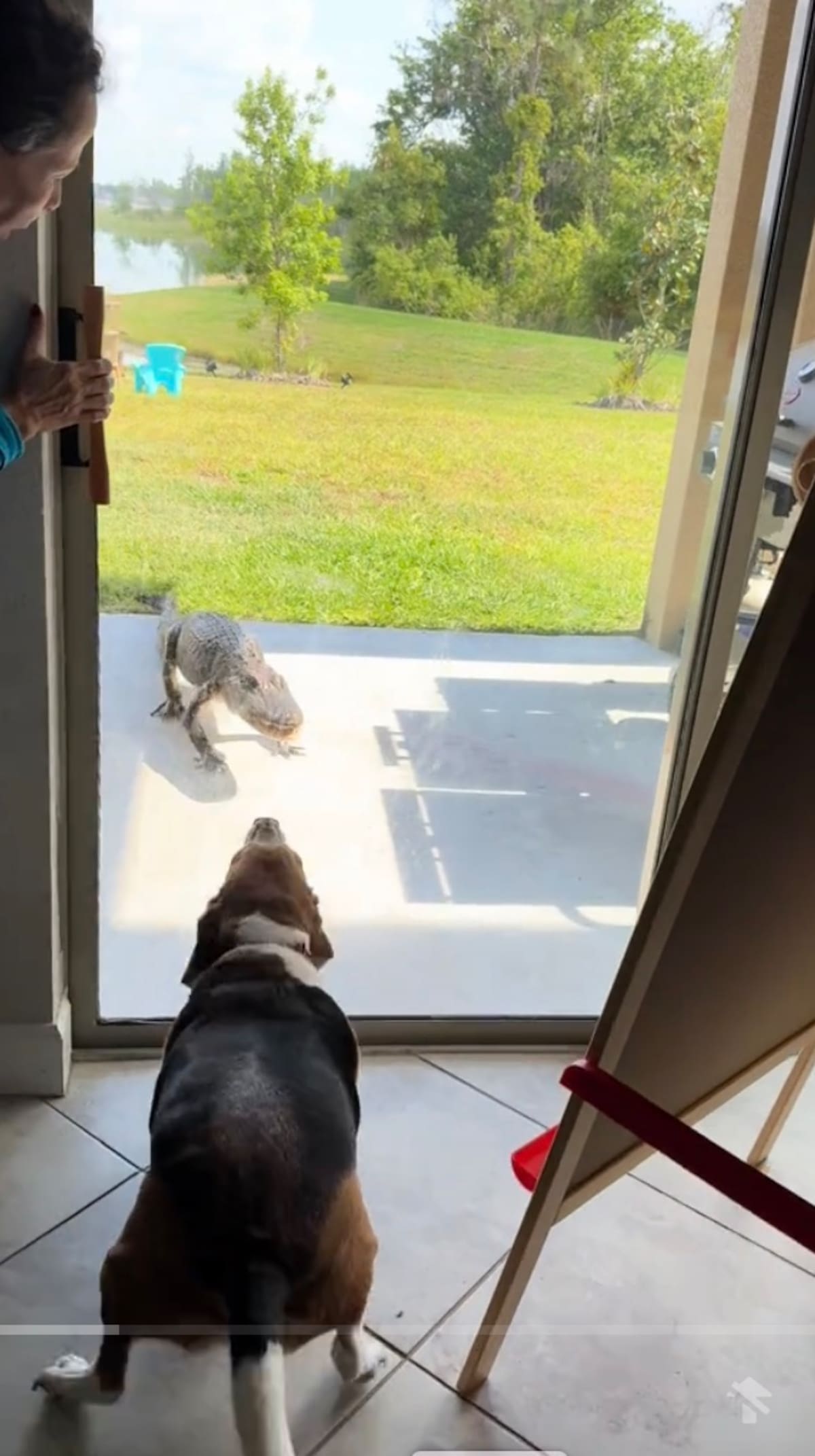 Momento exacto del encuentro entre el caimán y el perro de Natalia | CRÉDITOS: @nataliarojasart