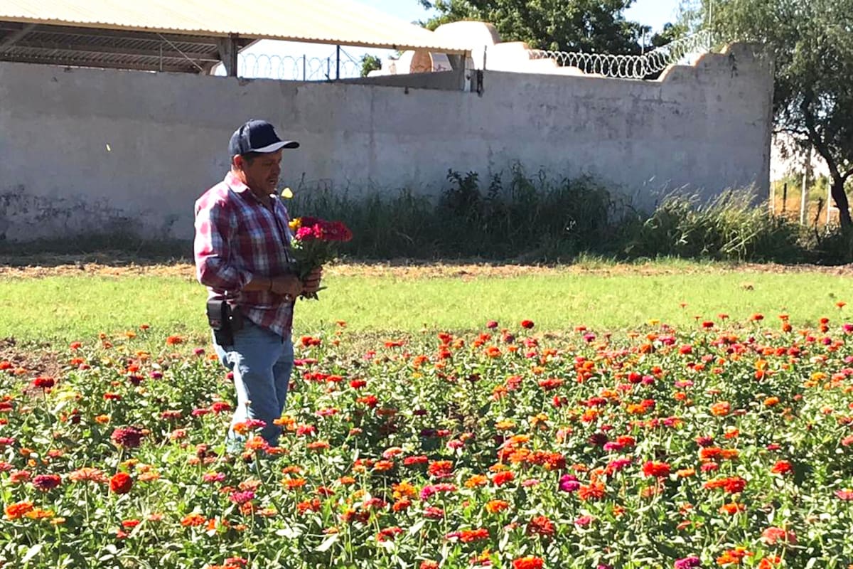Decoran paisaje con flores para el Día de Muertos