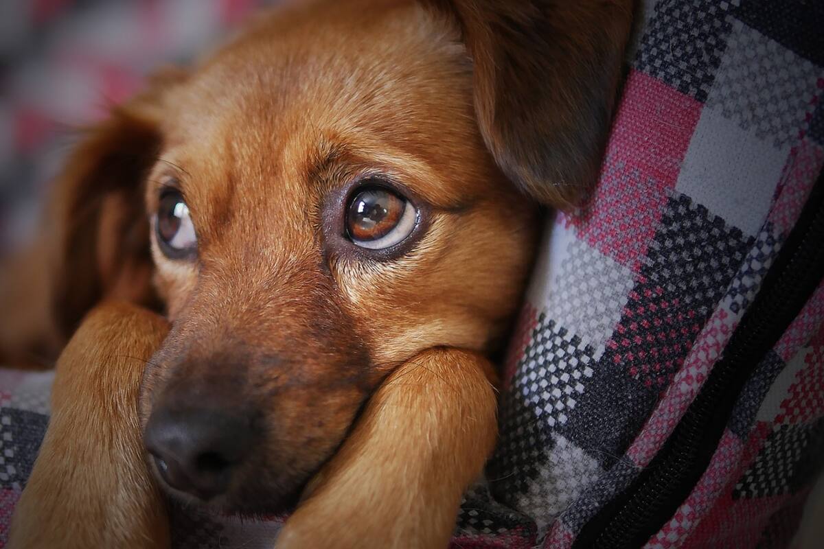 La mirada irresistible de los perros es fruto de la domesticación
