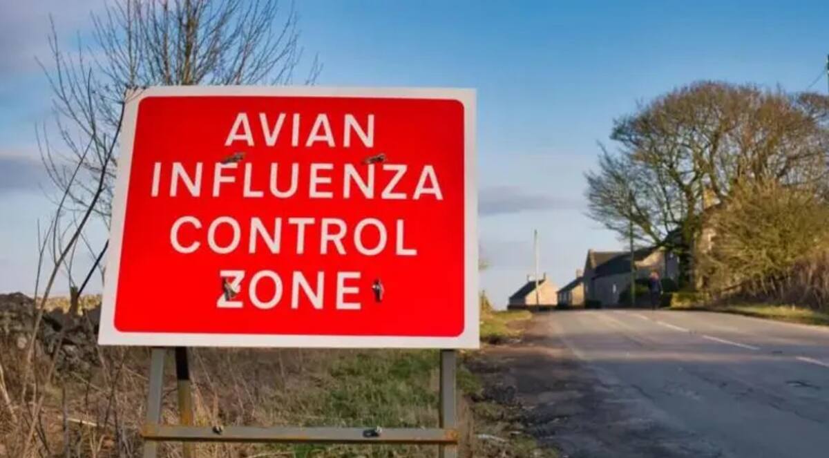 Hasta ahora se han producido 25 brotes de gripe aviar en granjas desde que comenzó la temporada anual de registro invernal en octubre. / Getty Images.