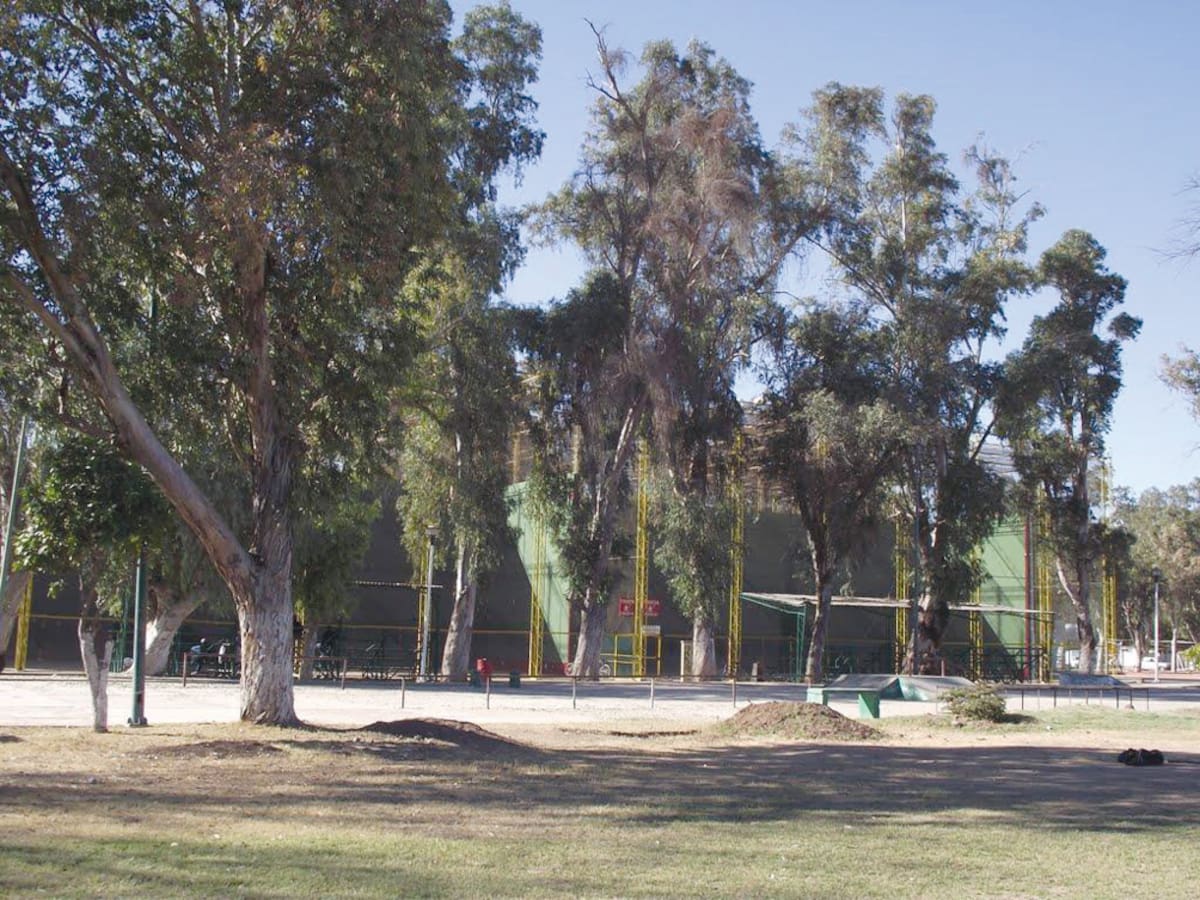 Los árboles del deportivo Álvaro Obregón son de los más antiguos y frondosos del municipio.