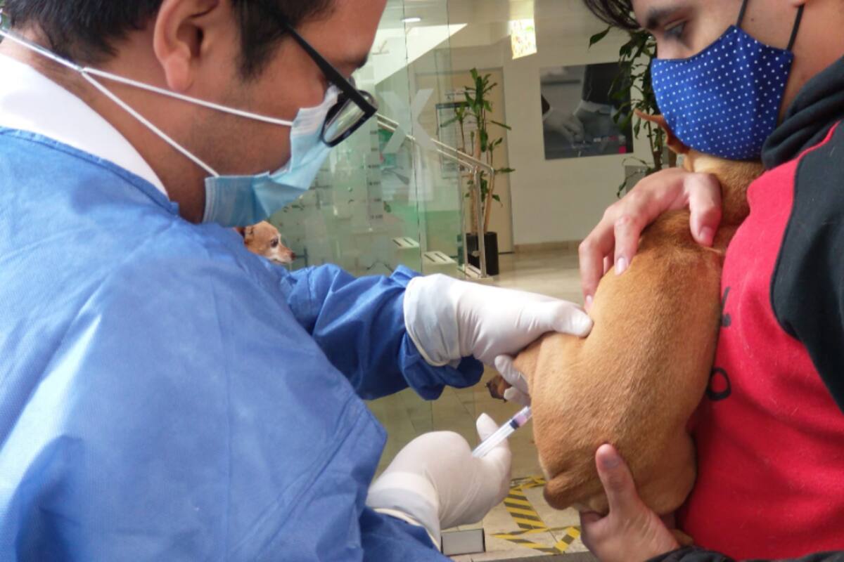 CDMX: ¿Dónde y cuándo vacunar a perros y gatos contra la rabia?