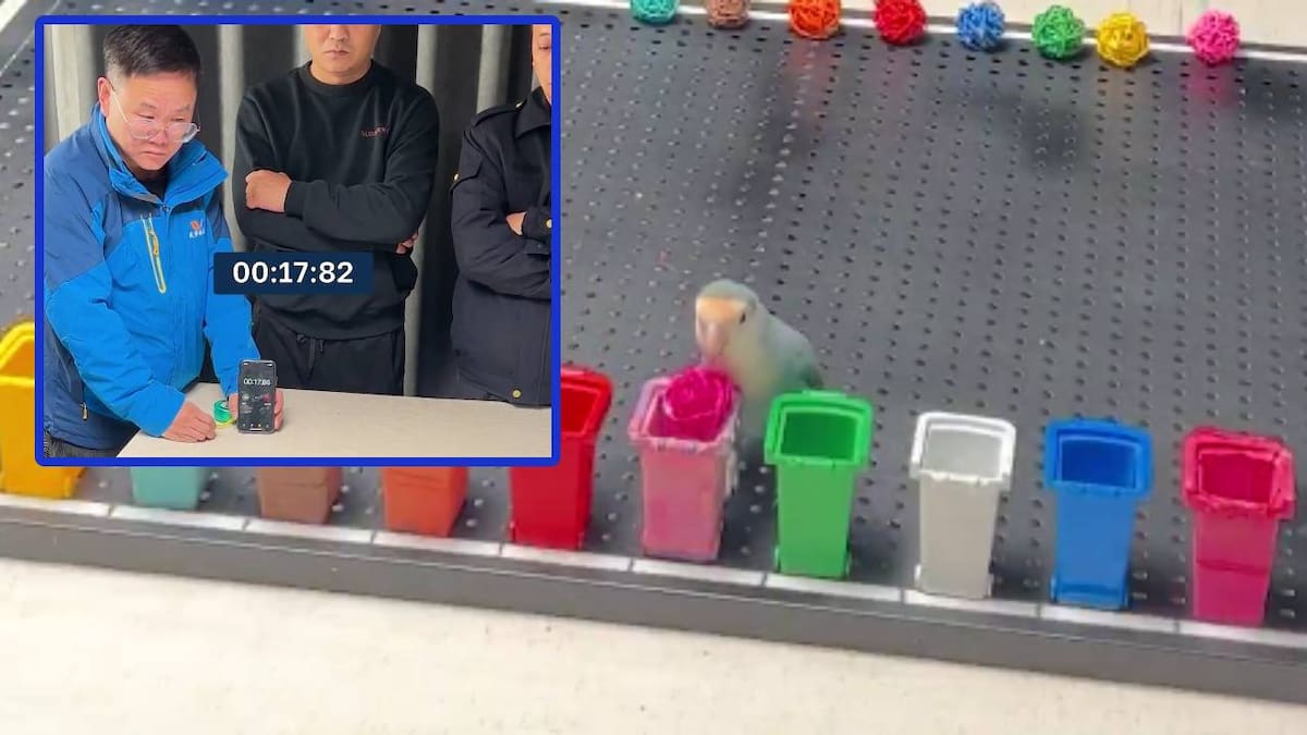 Xiaogui, el loro que en 33,5 segundos logró clasificar los 10 pelotas de colores en el contenedor correcto y que Récord Guinness, podría darle el título como el loro más inteligente del mundo