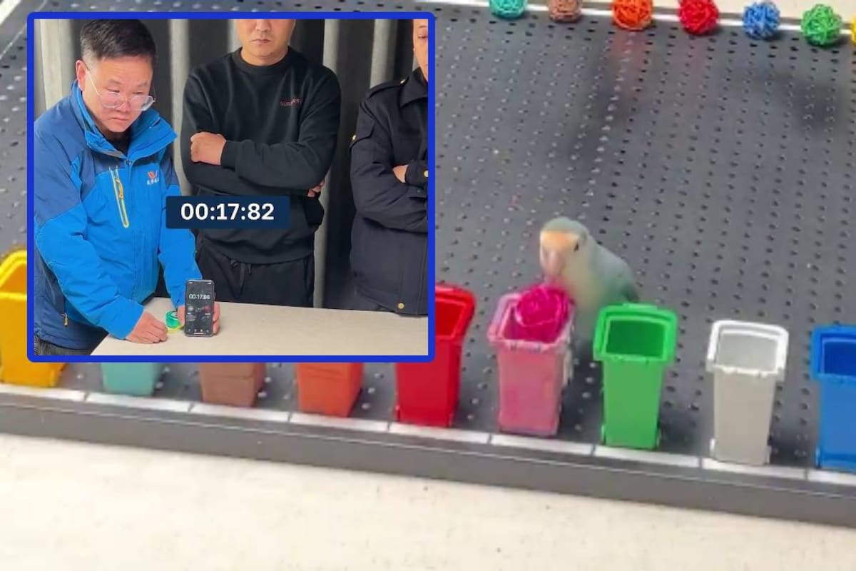 Xiaogui, el loro que en 33,5 segundos logró clasificar los 10 pelotas de colores en el contenedor correcto y que Récord Guinness, podría darle el título como el loro más inteligente del mundo