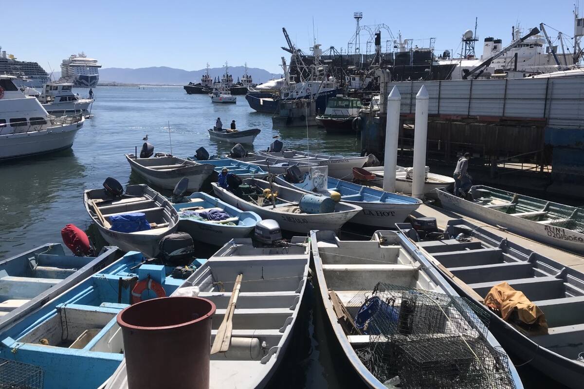 Pescadores de Ensenada continúan esperando sus permisos para atún
