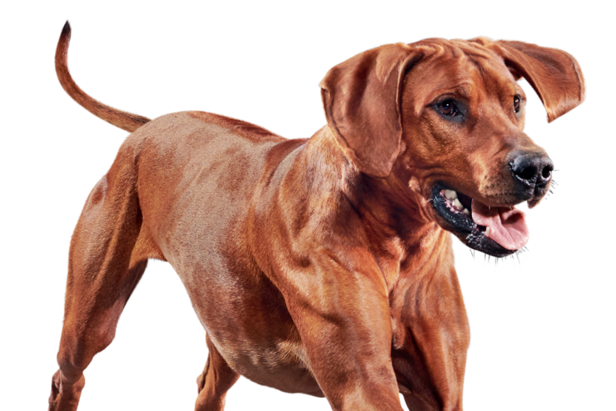 Cómo los cambios de temperatura afectan a nuestras mascotas